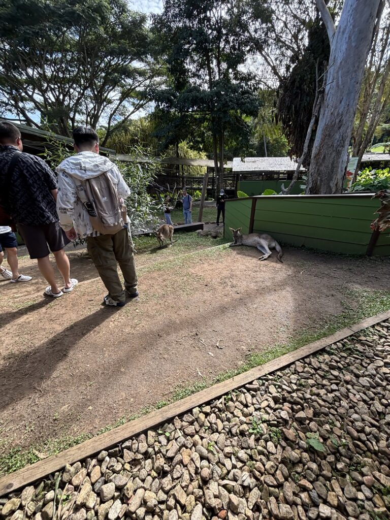 キュランダ　レインフォレステーション　動物園