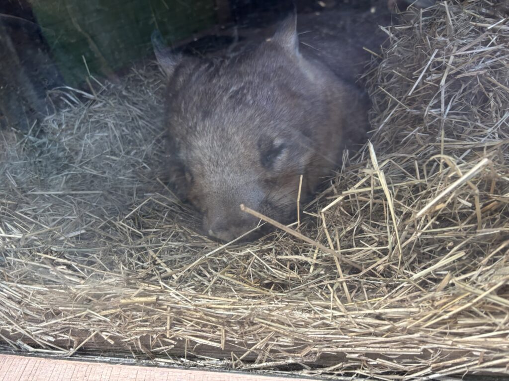 キュランダ　レインフォレステーション　動物園