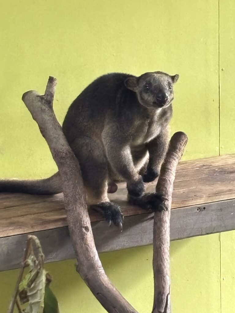 キュランダ　レインフォレステーション　動物園