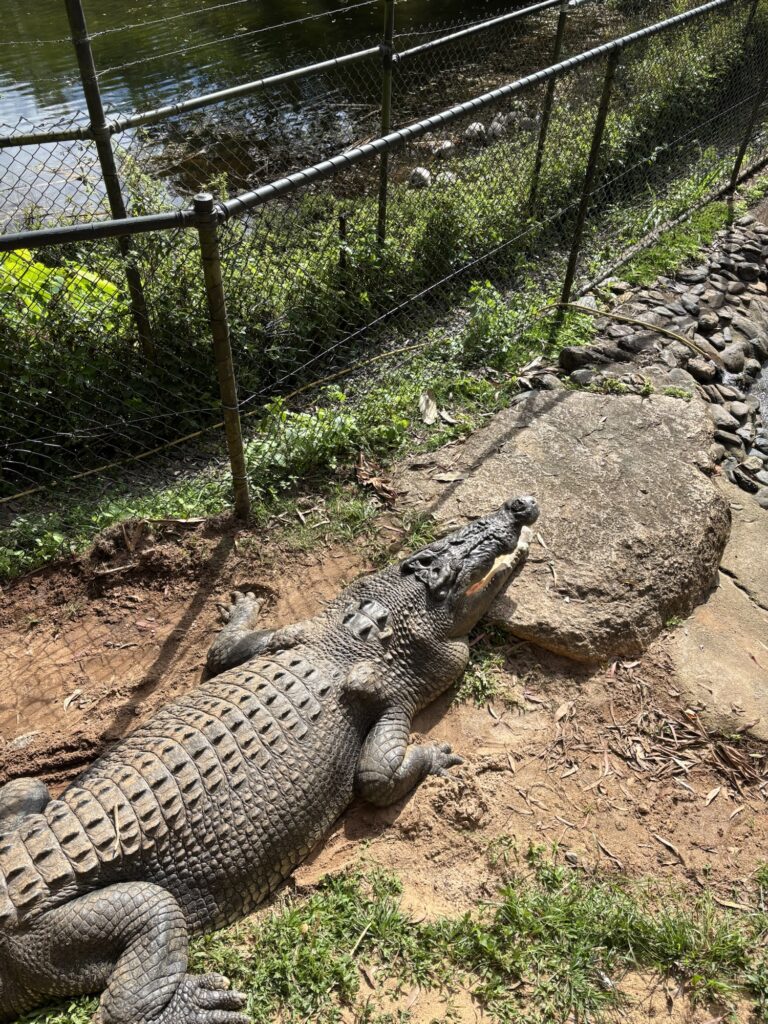 キュランダ　レインフォレステーション　動物園