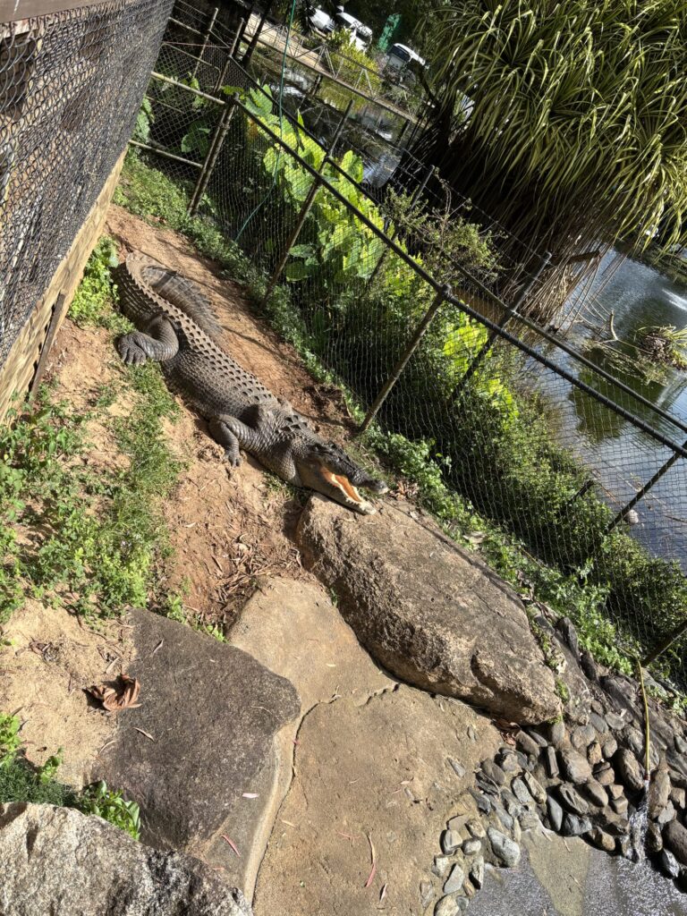 キュランダ　レインフォレステーション　動物園