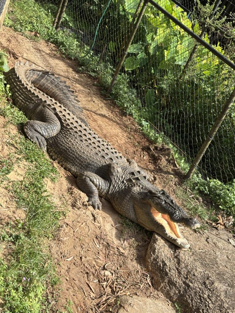キュランダ　レインフォレステーション　動物園