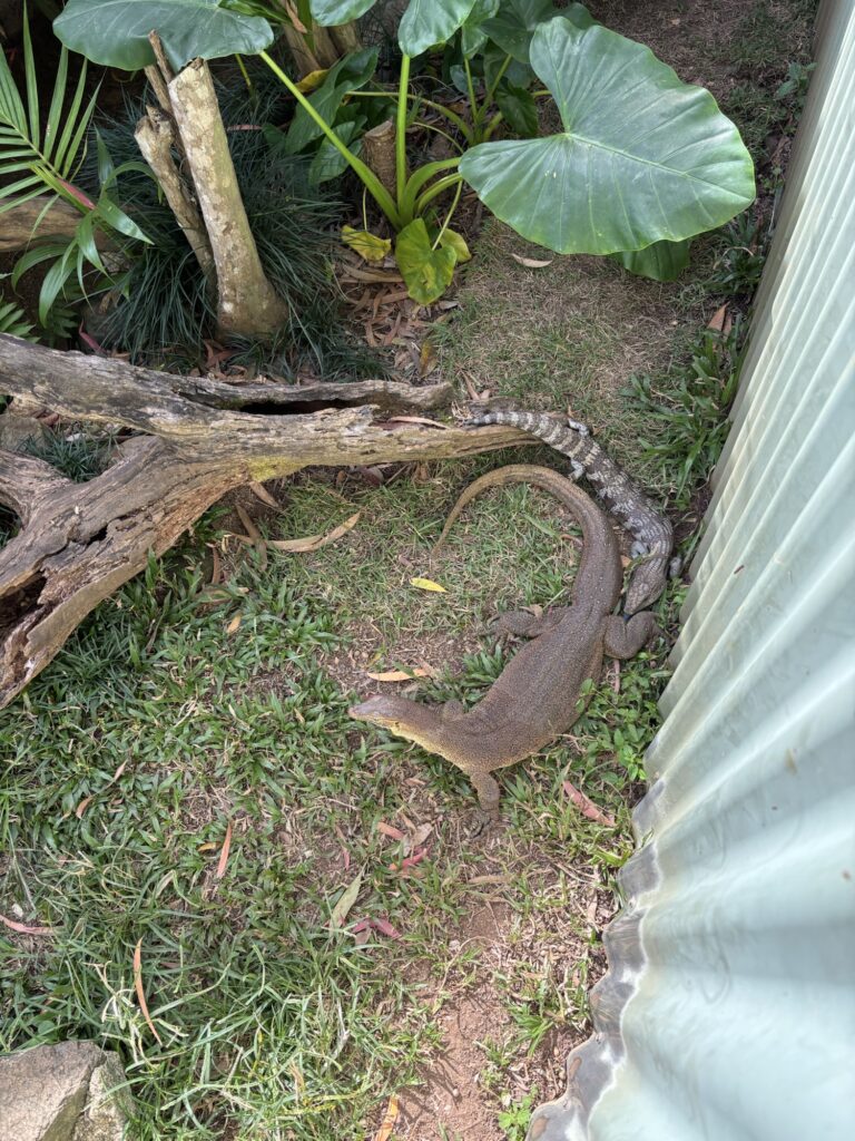 キュランダ　レインフォレステーション　動物園