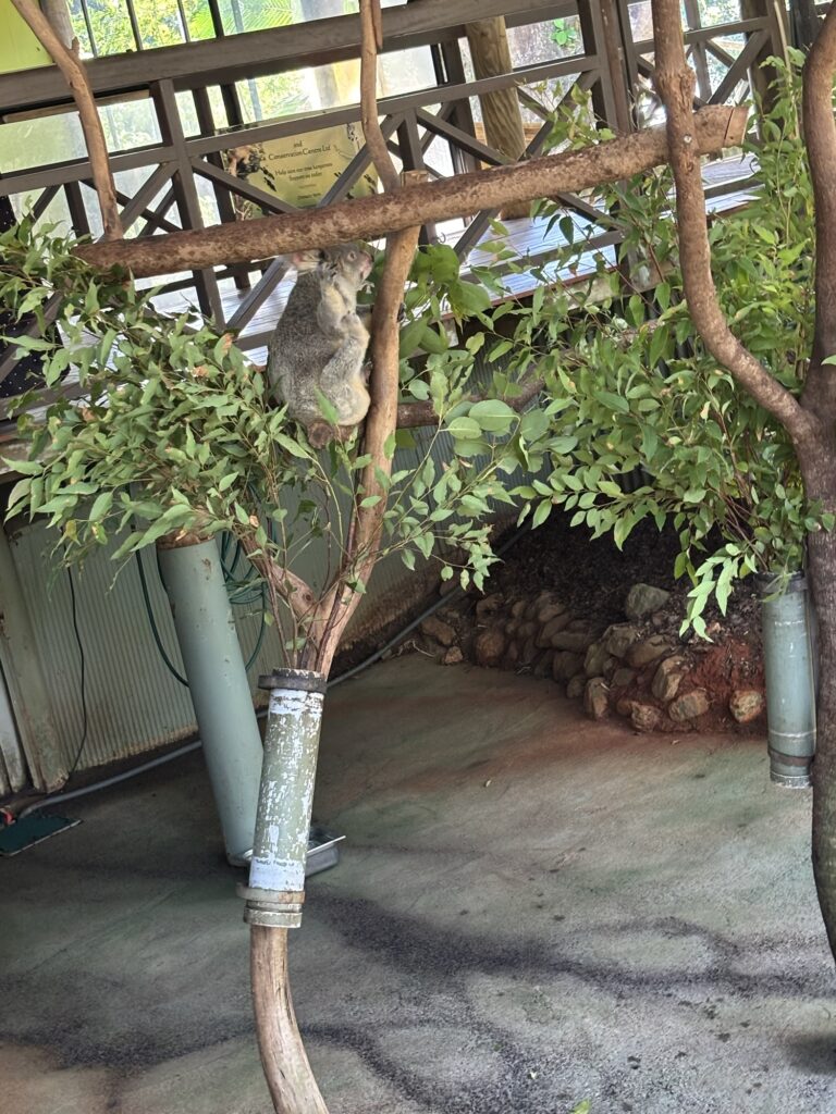 キュランダ　レインフォレステーション　動物園