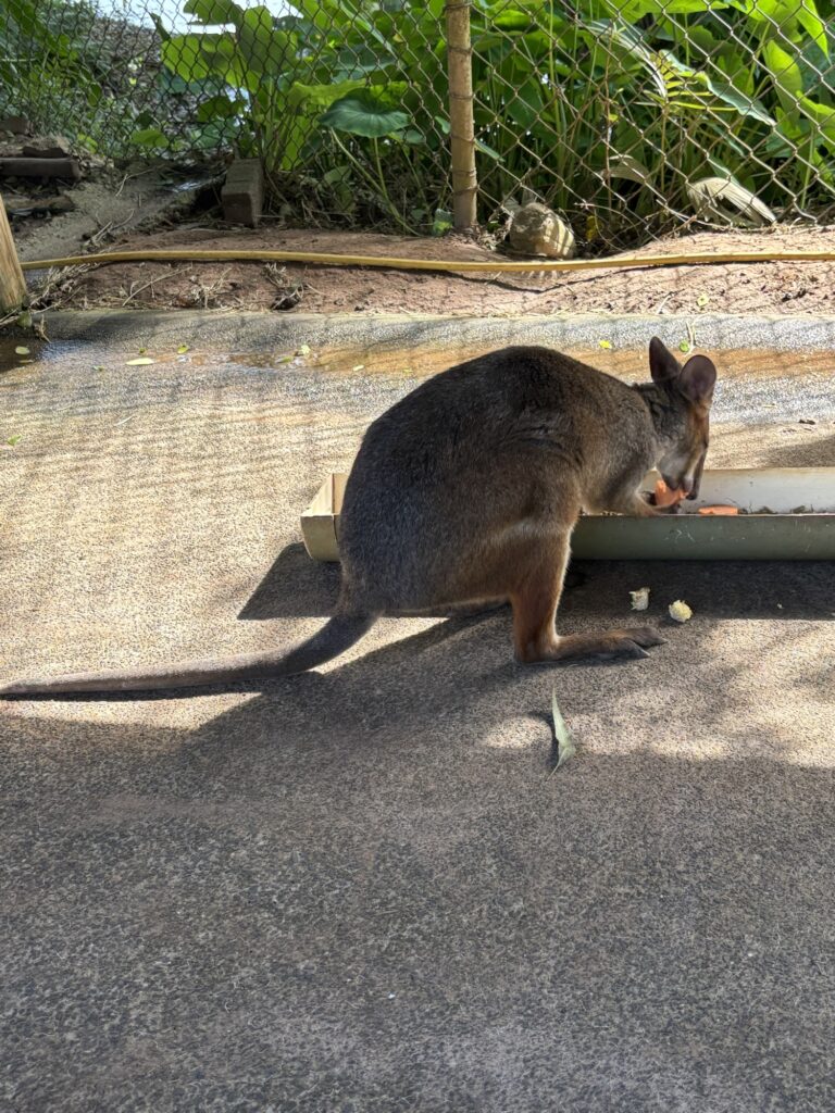 キュランダ　レインフォレステーション　動物園