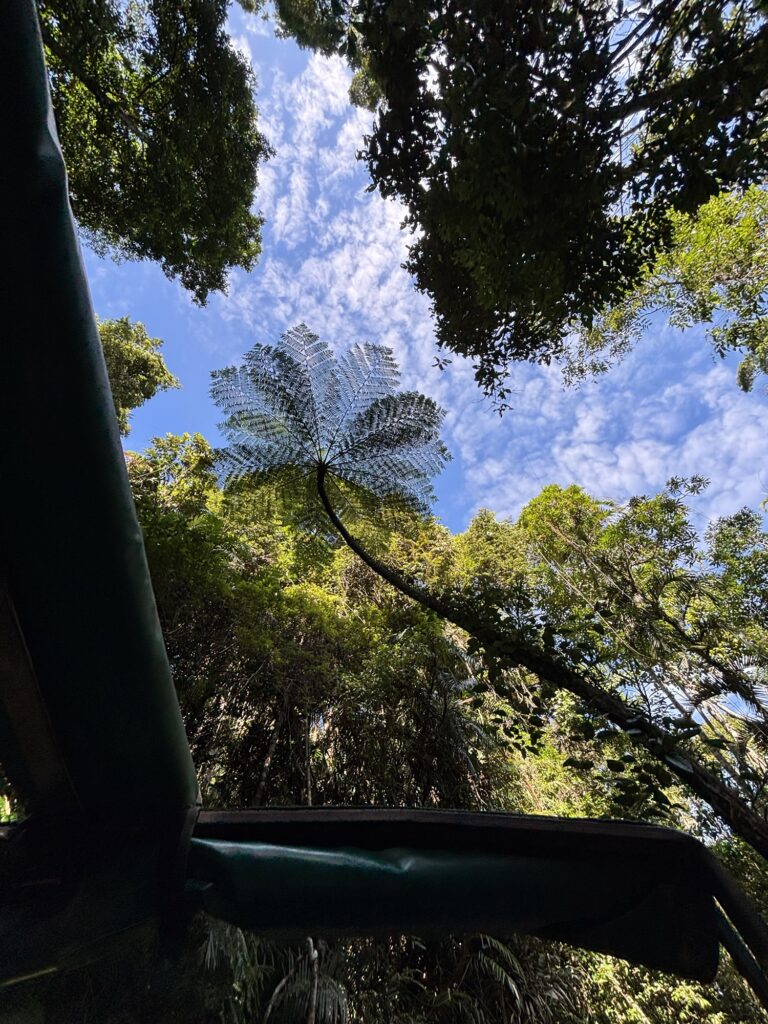 キュランダ　レインフォレステーション　アーミーダック