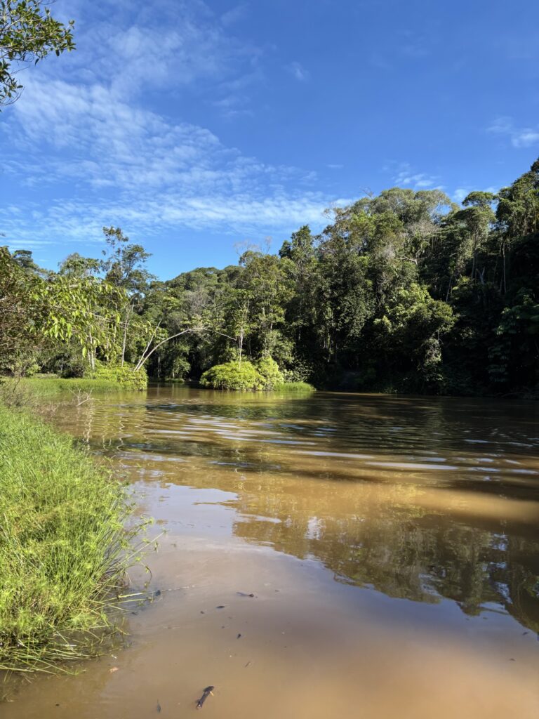 キュランダ　レインフォレステーション　アーミーダック