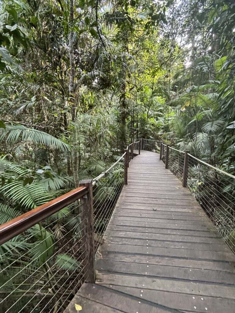 スカイレール　Red Peak