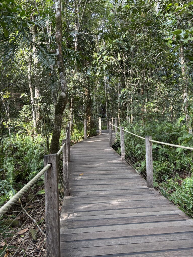 スカイレール　Red Peak
