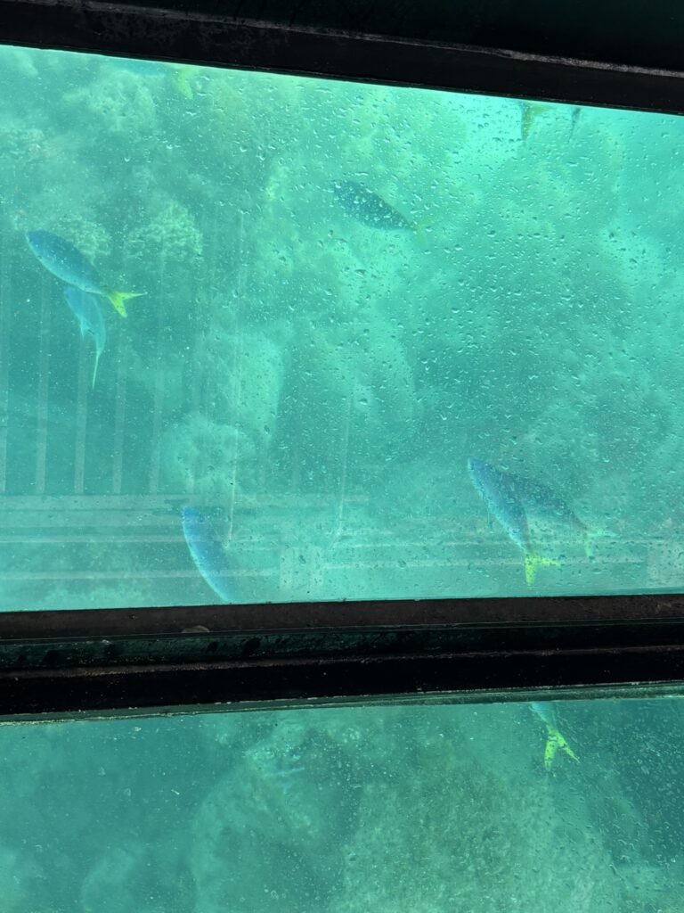 グラスボトムボート