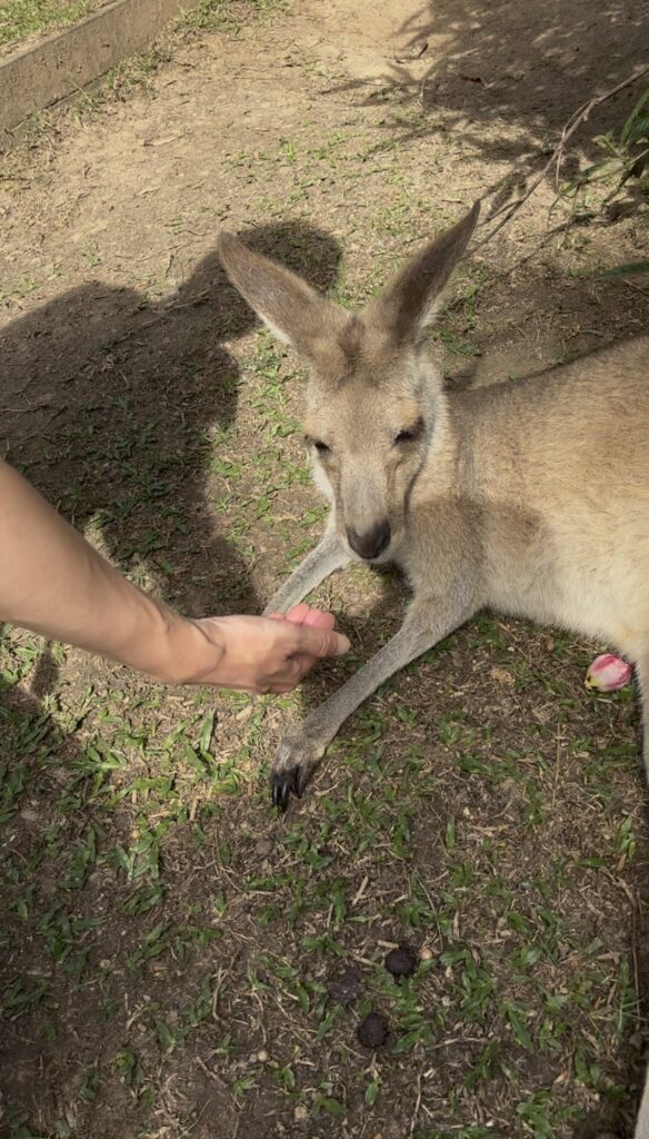 キュランダ　レインフォレステーション　動物園